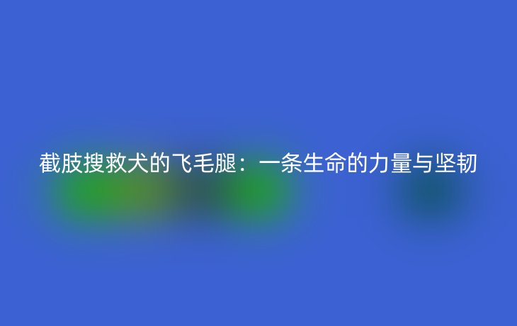 截肢搜救犬的飞毛腿:一条生命的力量与坚韧_现代网新闻频道