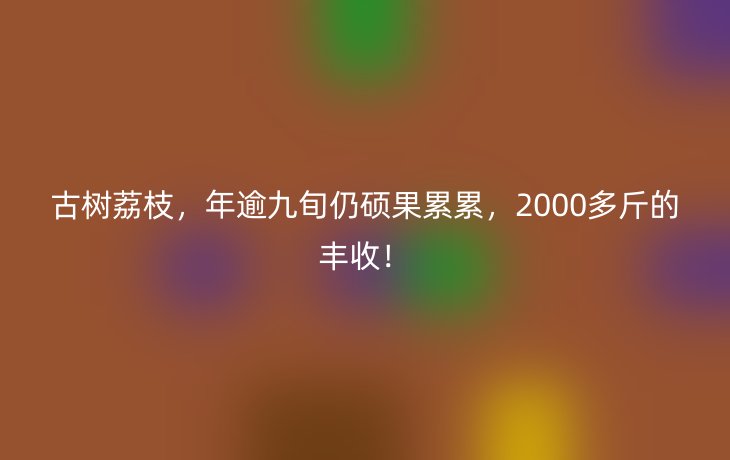 古树荔枝,年逾九旬仍硕果累累,2000多斤的丰收!_现代网新闻频道