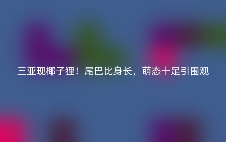 三亚现椰子狸!尾巴比身长,萌态十足引围观_现代网新闻频道