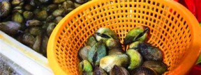 印度多吉美可以吃海鲜吗(印度旅游买药攻略指南2020)