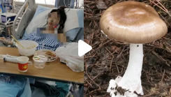 桂林疾控中心：一家7口吃野菇2人死亡2人进ICU