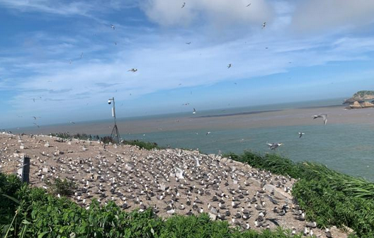 浙江300一天招守鸟人，环保新职业引关注_现代网新闻频道