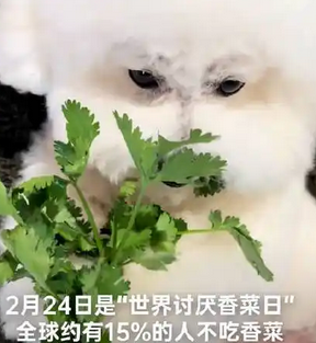 今天是世界讨厌香菜日:香菜为何让人又爱又恨?_现代网新闻频道