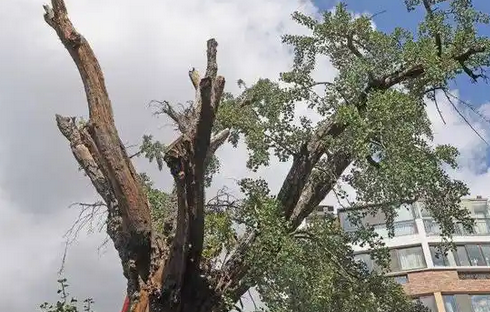 952株古树名木重获新生:城市绿化保护的新里程碑_现代网新闻频道