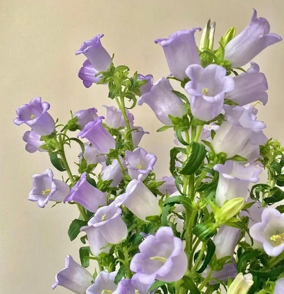 风铃花花语是什么?风铃花的寓意与养护技巧全解析_现代网新闻频道