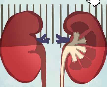 肾经不通的症状有哪些表现？中医调理与健康建议_现代网新闻频道