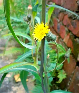 什么人不适合吃曲曲菜?曲曲菜的营养价值与禁忌人群_现代网新闻频道