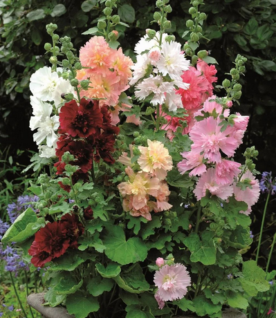 蜀葵种子最佳播种时间揭秘,让你轻松种出美丽蜀葵!_现代网新闻频道