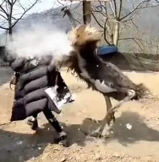 女子挑衅鸵鸟被一脚踹烂羽绒服:野生动物园的安全警示_现代网新闻频道