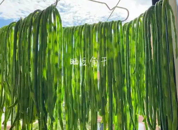 豆角干晒制的传统智慧:阳光下的美味蜕变_现代网新闻频道