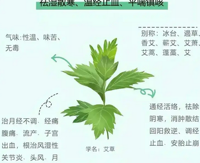 艾草的功效和作用_现代网新闻频道