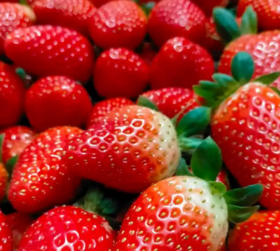 草莓一年结几次果？草莓种植技巧与高产方法全攻略_现代网新闻频道