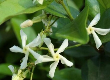 茉莉花一年开几次花？茉莉花的养护技巧与花期管理_现代网新闻频道