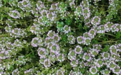 百里香的养殖方法和注意事项:打造你的“香草实验室”_现代网新闻频道