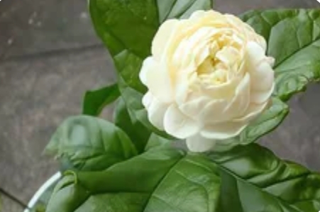 虎头茉莉VS普通茉莉：一场香气王者的终极对决_现代网新闻频道