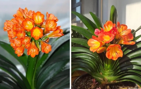 君子兰适合什么属相的人养？_现代网新闻频道