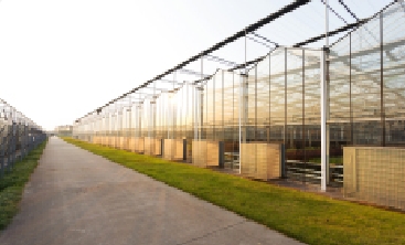 蔬菜大棚造价每亩多少钱？_现代网新闻频道