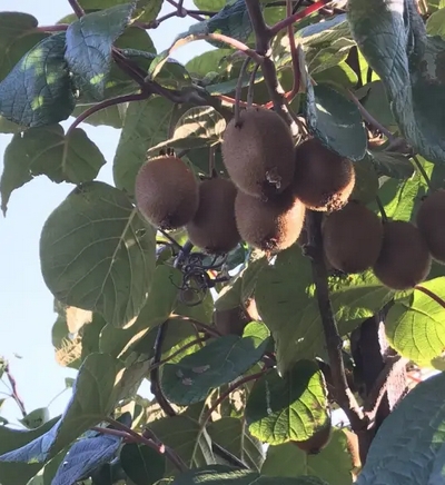 猕猴桃的最佳采摘季节是什么时候？采摘技巧与储存方法全解析_现代网新闻频道