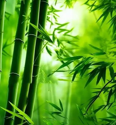 竹报平安的意思是什么?从文化象征到日常应用的全解析_现代网新闻频道