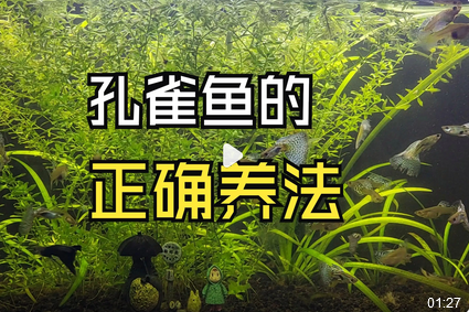 孔雀鱼的养殖方法和注意事项:打造绚丽多彩的水族世界_现代网新闻频道