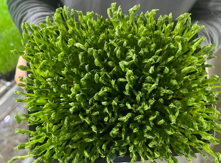 野豌豆苗:营养丰富的野菜,它的功效与食用方法_现代网新闻频道