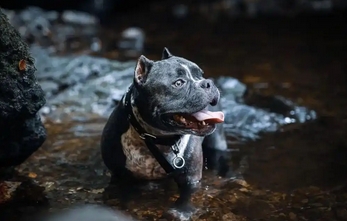 建议统一公布全国禁养犬大型犬名录:如何平衡宠物管理与公共安全?_现代网新闻频道