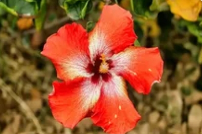 8266e4bfed20250328113200