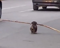 狗狗帮奶奶扛树枝 倒腾半天才明白：动物智慧与人类合作的奇妙故事_现代网新闻频道