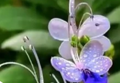 蓝蝴蝶花泡水喝一次几朵好_现代网新闻频道