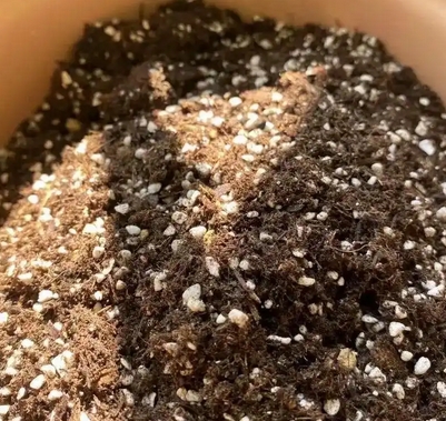 珍珠岩养花有什么好处：优点、使用方法与注意事项_现代网新闻频道