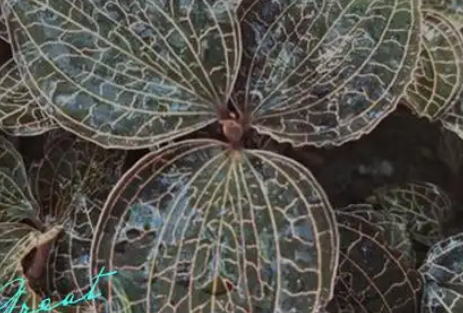 自然界的“黄金草”,金线莲作用与功效_现代网新闻频道