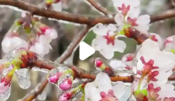 武汉樱花变“冰糖葫芦”，创意美食引爆春日消费热潮_现代网新闻频道