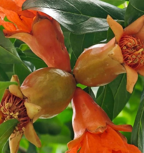 石榴花开寓意着什么意思?详解石榴花的象征意义与文化内涵_现代网新闻频道