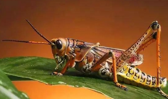 变色龙吃什么?全面解析变色龙的饮食习性与喂养技巧!_现代网新闻频道