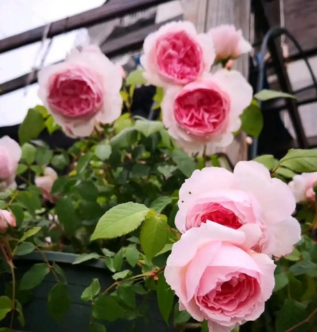 威基伍德月季是藤本还是灌木？全面解析威基伍德月季的特点与养护技巧！_现代网新闻频道