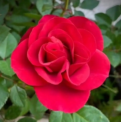 月季花语和寓意:揭秘月季的文化象征与养护技巧!_现代网新闻频道