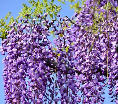 紫藤几年才能开花?揭秘紫藤的生长周期与养护技巧!_现代网新闻频道