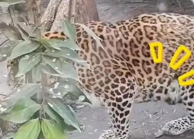 成都动物园回应黑豹“太胖”_现代网新闻频道