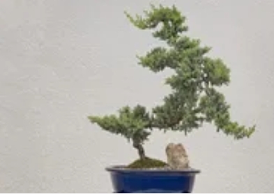 小叶赤楠多久浇一次水?掌握这3点,养出翡翠般盆景_现代网新闻频道