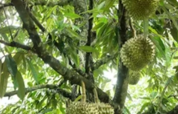 种榴莲几年能开花结果？热带果王的生长密码_现代网新闻频道