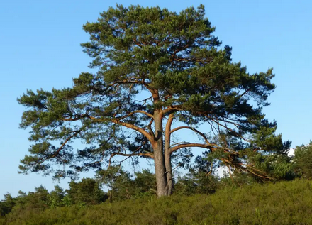 一年四季不落叶的树有哪些?高原常绿树种推荐与养护技巧_现代网新闻频道
