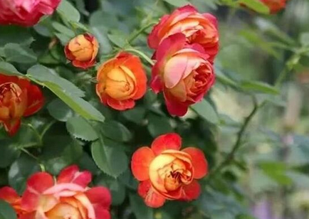 月季品种排行榜:10种最美月季推荐_现代网新闻频道