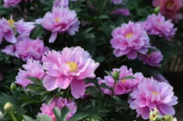 芍药的花期是什么时候?芍药的种植与养护技巧_现代网新闻频道