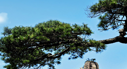 迎客松的寓意和象征是什么?迎客松的文化内涵与养护技巧_现代网新闻频道