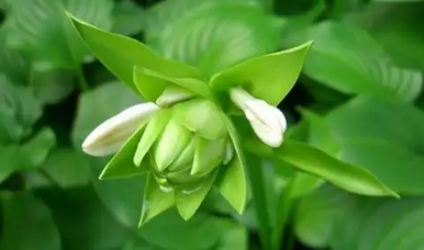 夜来香什么时候开花?高原夜来香种植与观赏指南_现代网新闻频道