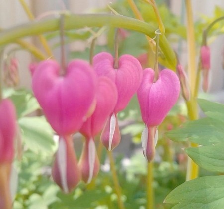 状元花是什么花?揭秘状元花的传说与象征意义_现代网新闻频道