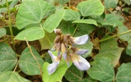 凉薯种植技术和管理方法:从播种到收获的全流程指南_现代网新闻频道