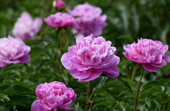 芍药花的花语是什么?芍药花的象征意义与文化内涵_现代网新闻频道