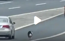 狗子被忘服务区狂奔追赶主人_现代网新闻频道