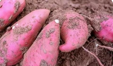 红薯种植技术革命：从传统耕作到智慧农业的跨越_现代网新闻频道